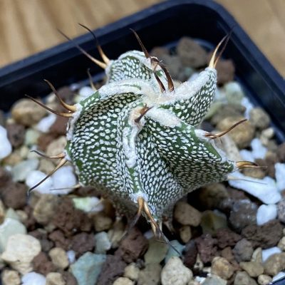 SH26926 Astrophytum ornatum hybrid