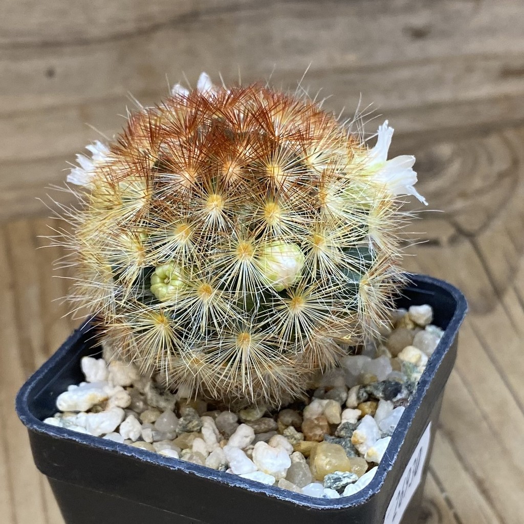 SH26930 Mammillaria carmenae, seedling - Image 2