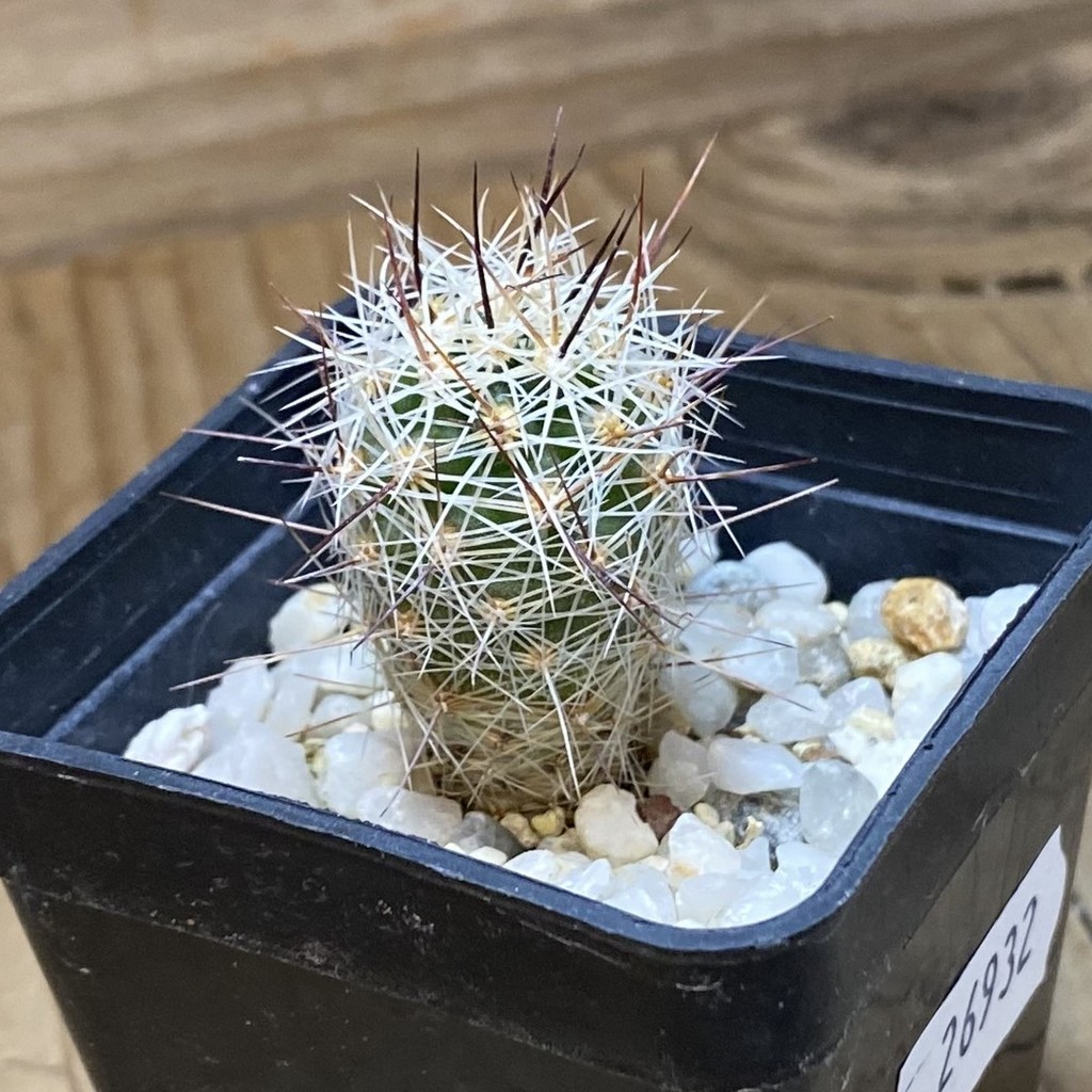 SH26932 Thelocactus lausseri - Image 2