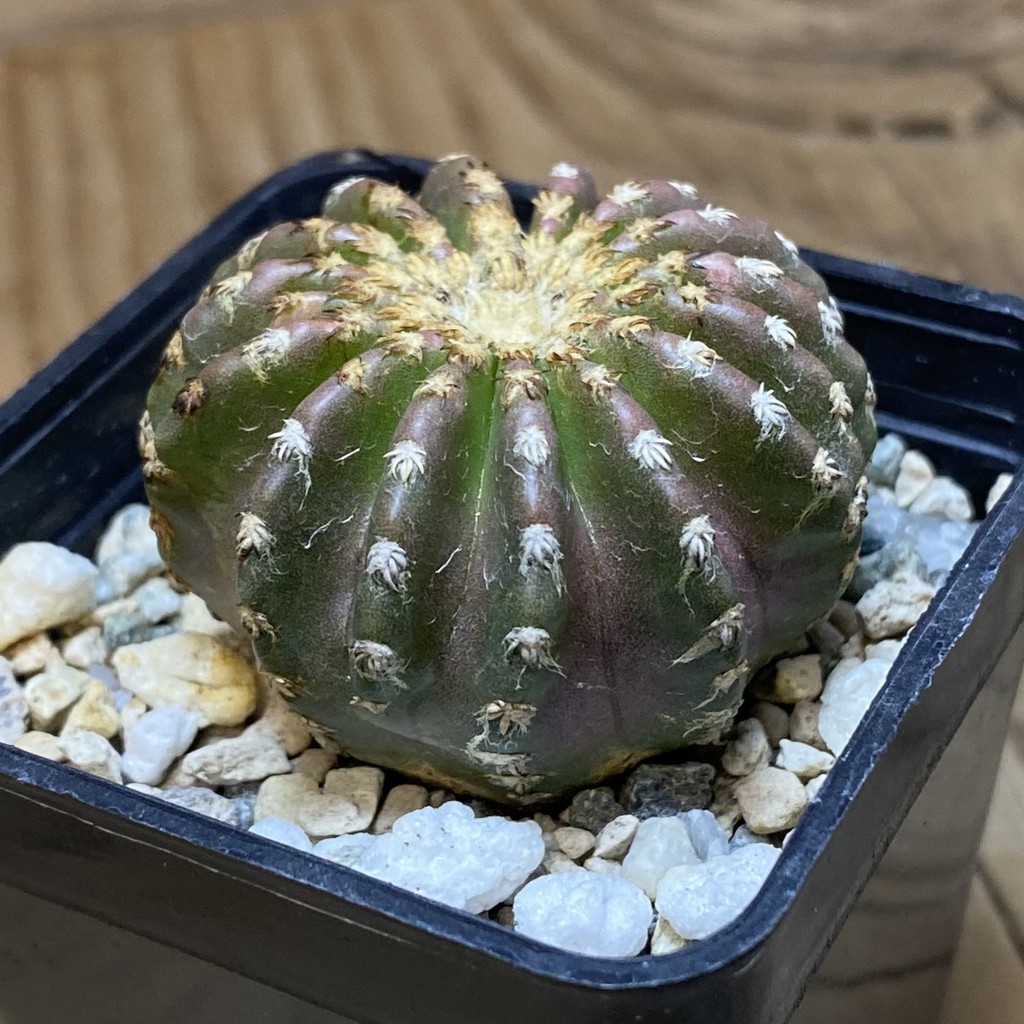 SH26934 Discocactus horstii - Image 2