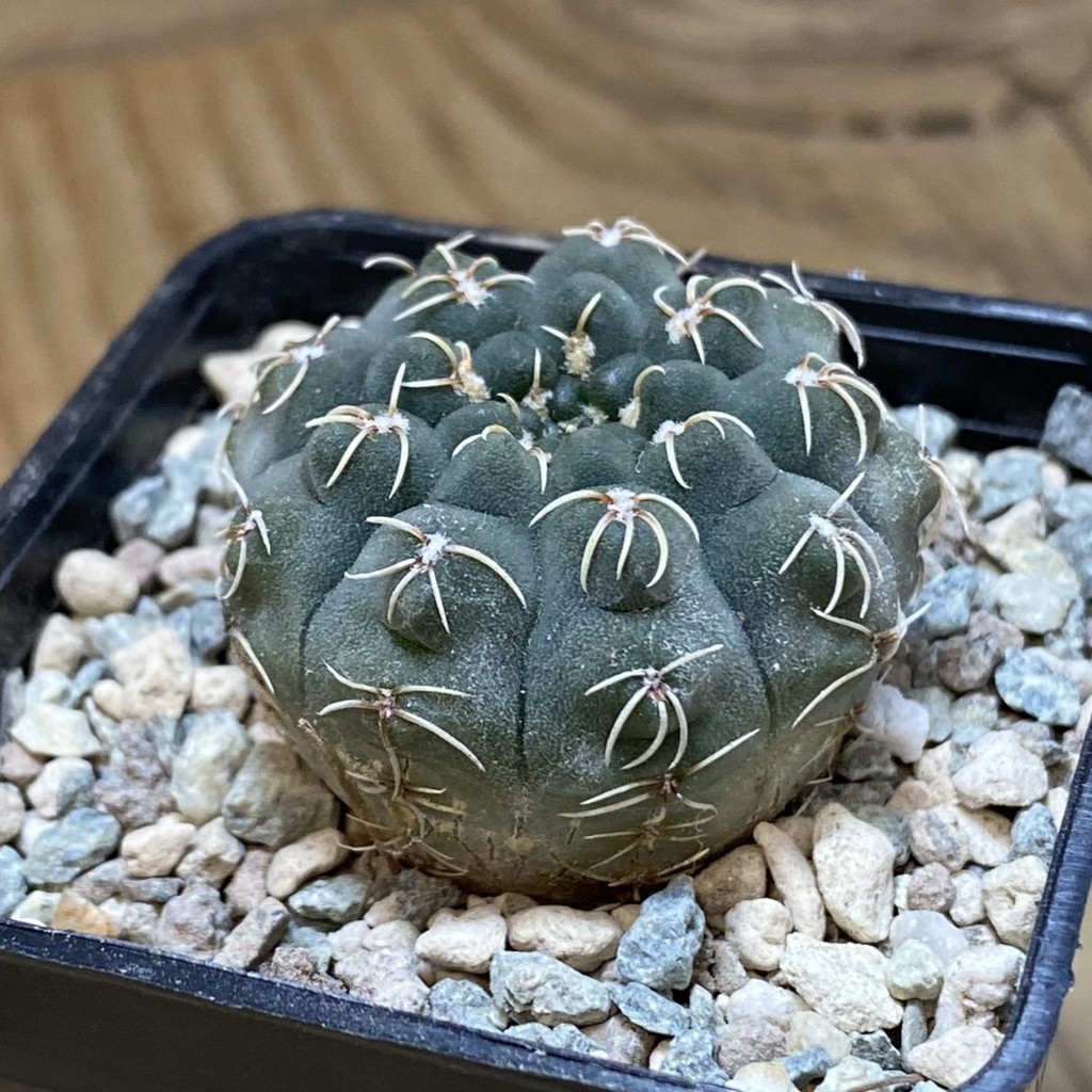SH26936 Gymnocalycium stellatum VG 283 - Image 2