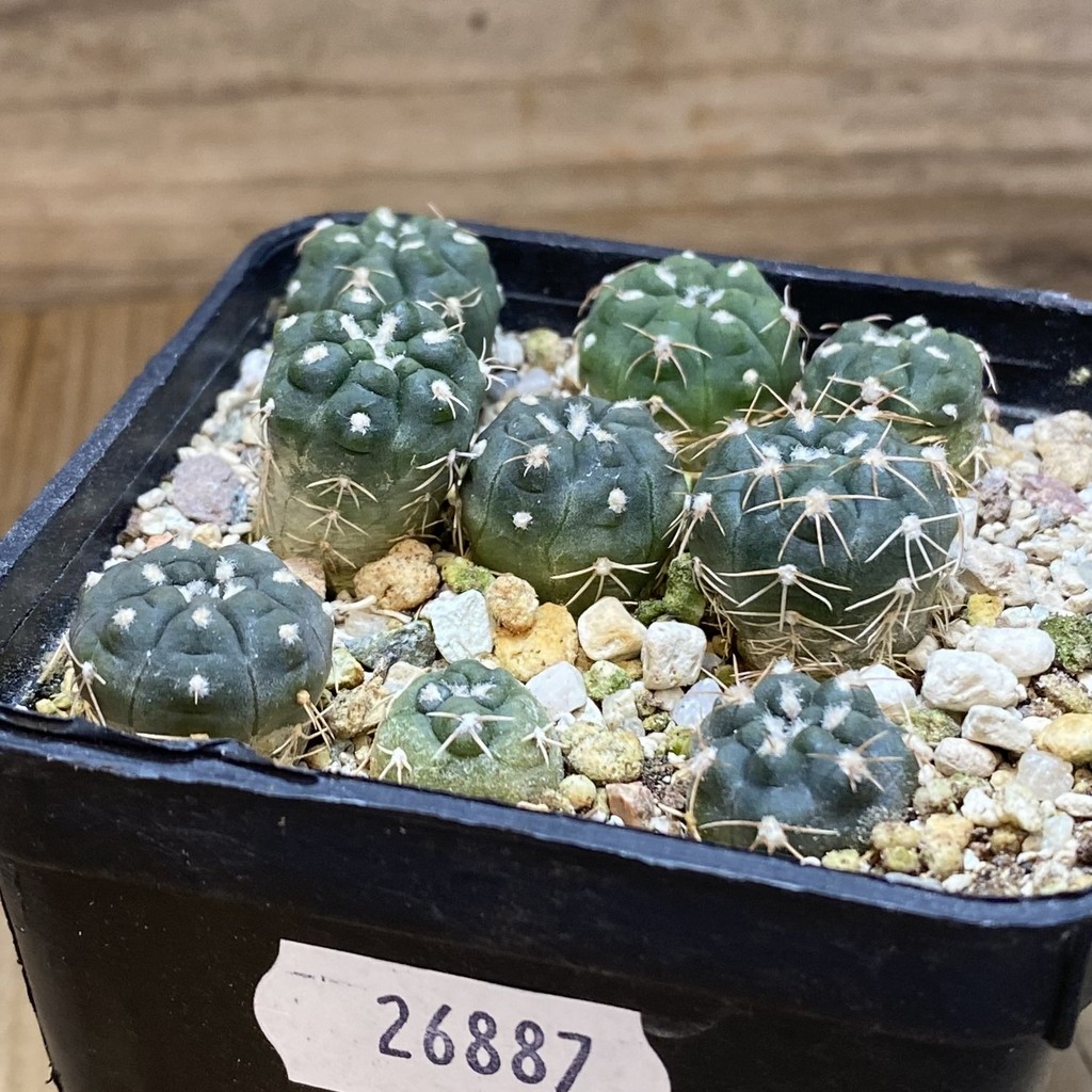 SH26887 Gymnocalycium morroense - Image 2