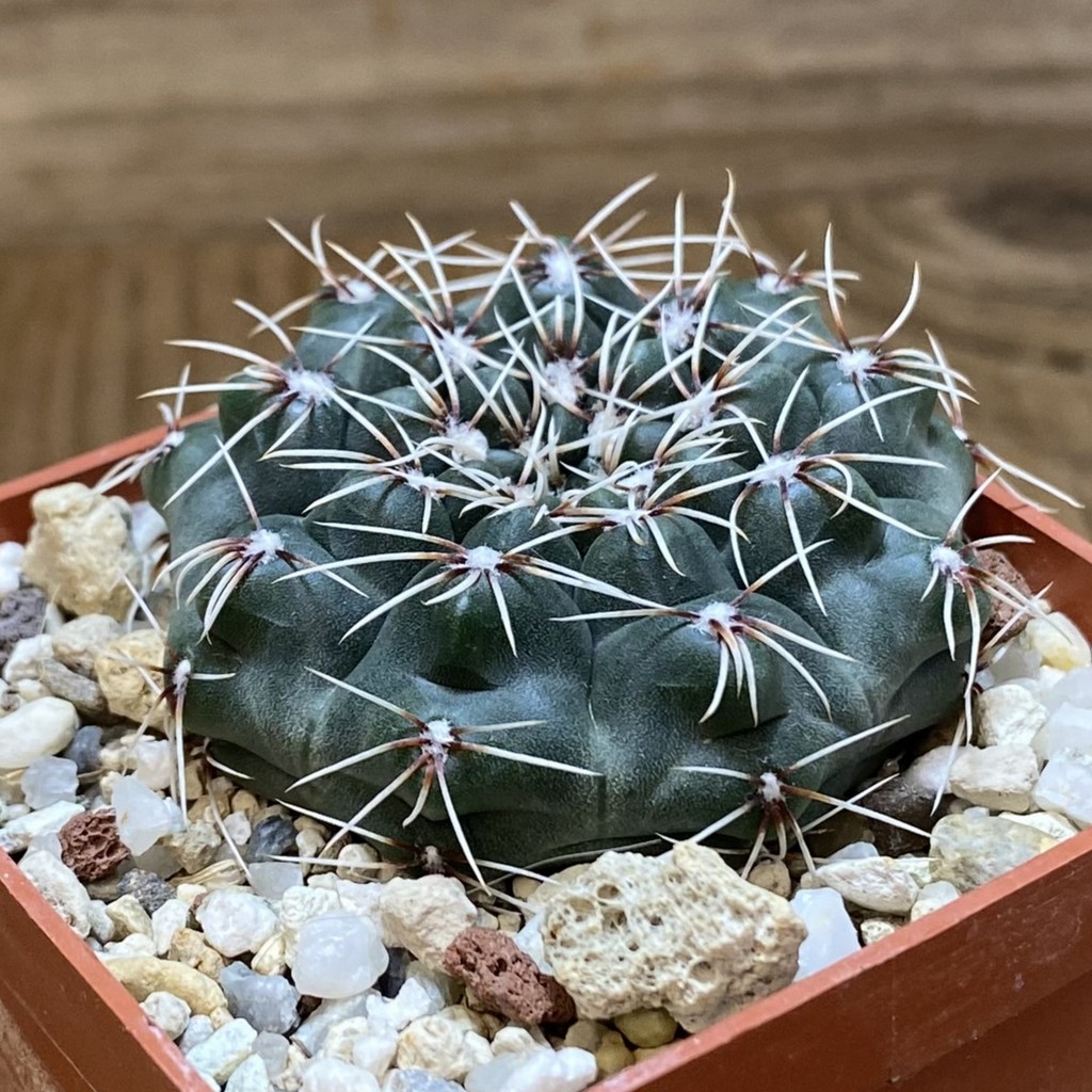 SH26891 Gymnocalycium kuehhasii VG 1091 - Image 2
