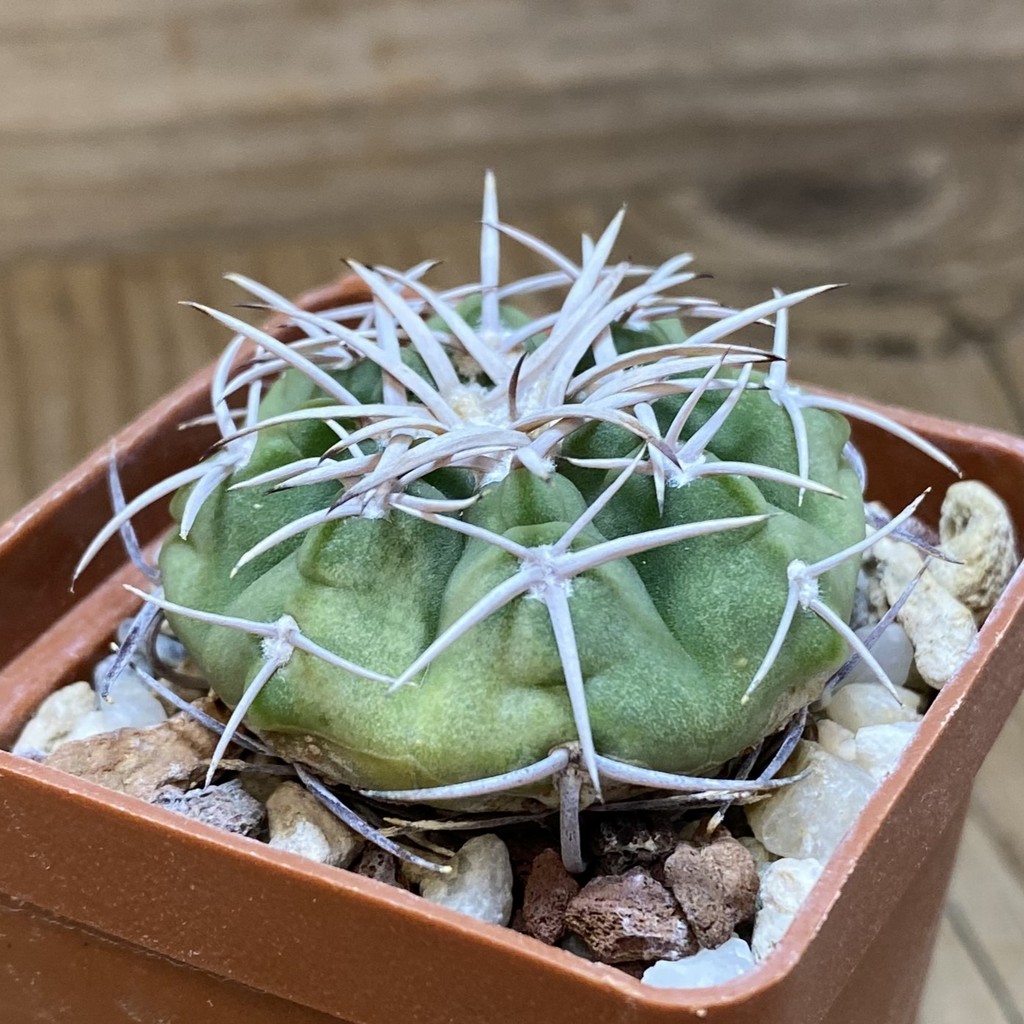SH26892 Gymnocalycium ferox - Image 2