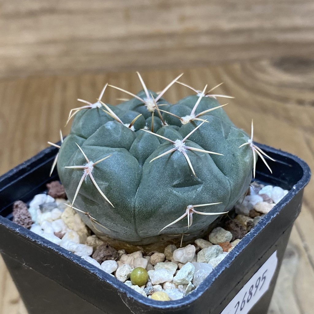 SH26895 Gymnocalycium capillaense v. mucidum - Image 2
