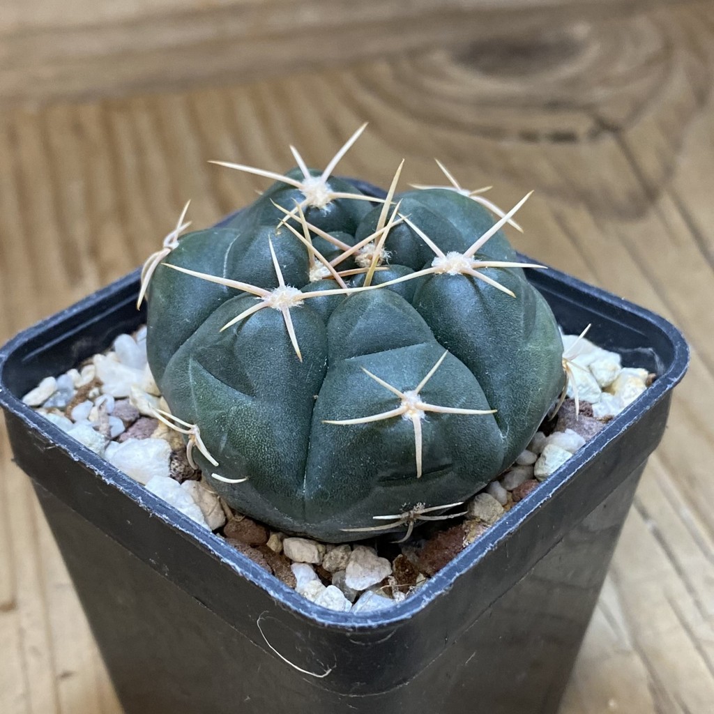 SH26896 Gymnocalycium capillaense v. mucidum - Image 2