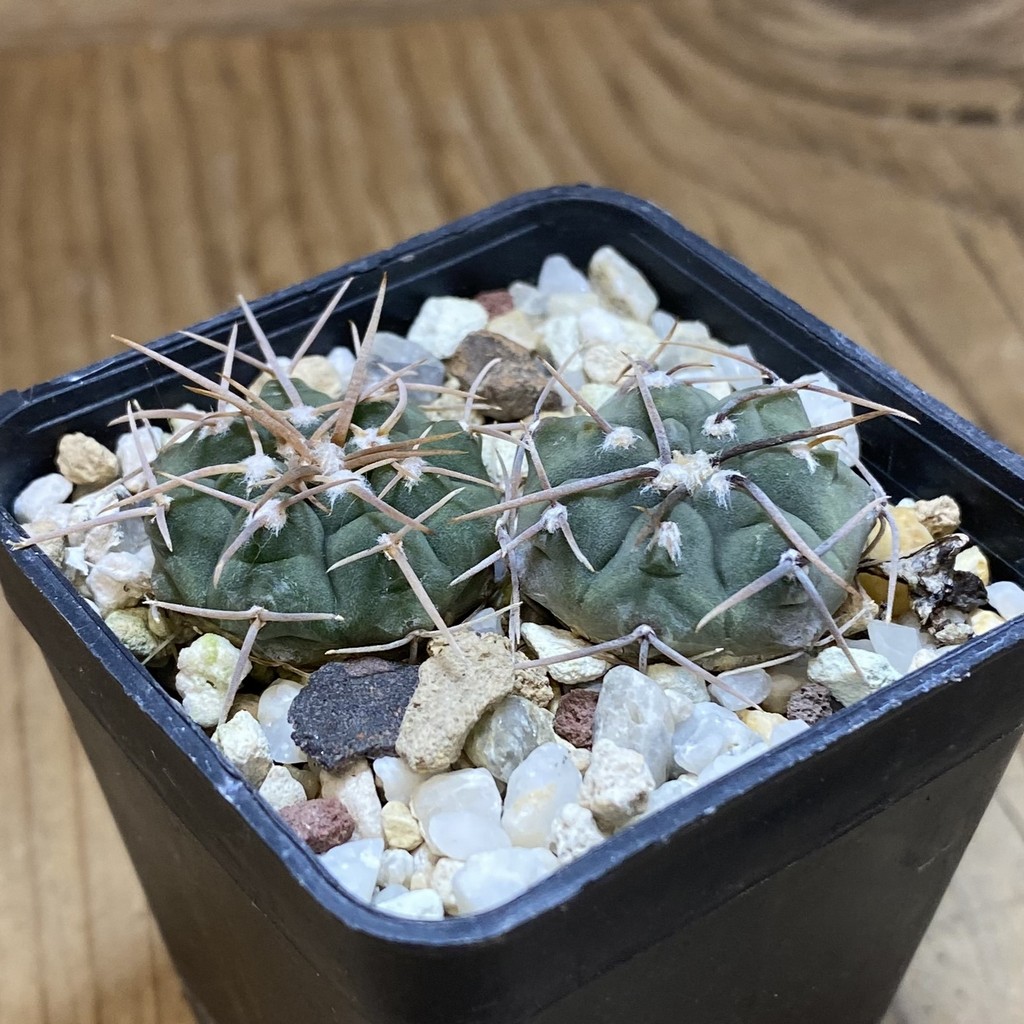 SH26898 Gymnocalycium vatteri v. altautinense, 2 plants - Image 2