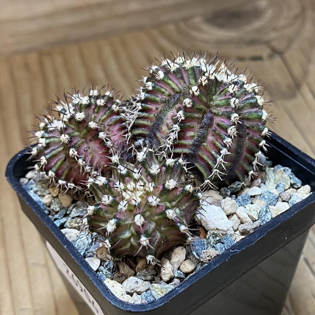 SH26904 Gymnocalycium mihanovichii ‘T-Rex’ - Image 2