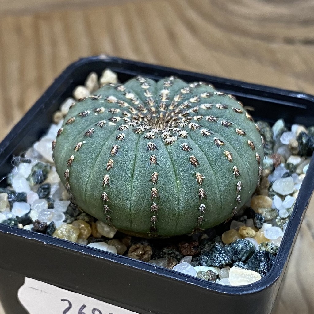 SH26907 Frailea asterioides - Image 2