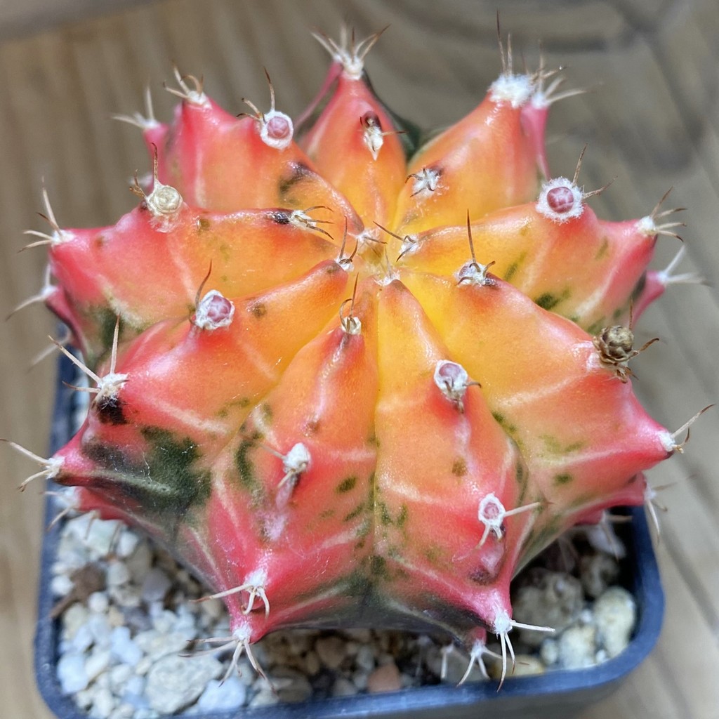 SH257 Gymnocalycium mihanovichii f. variegata, seedling