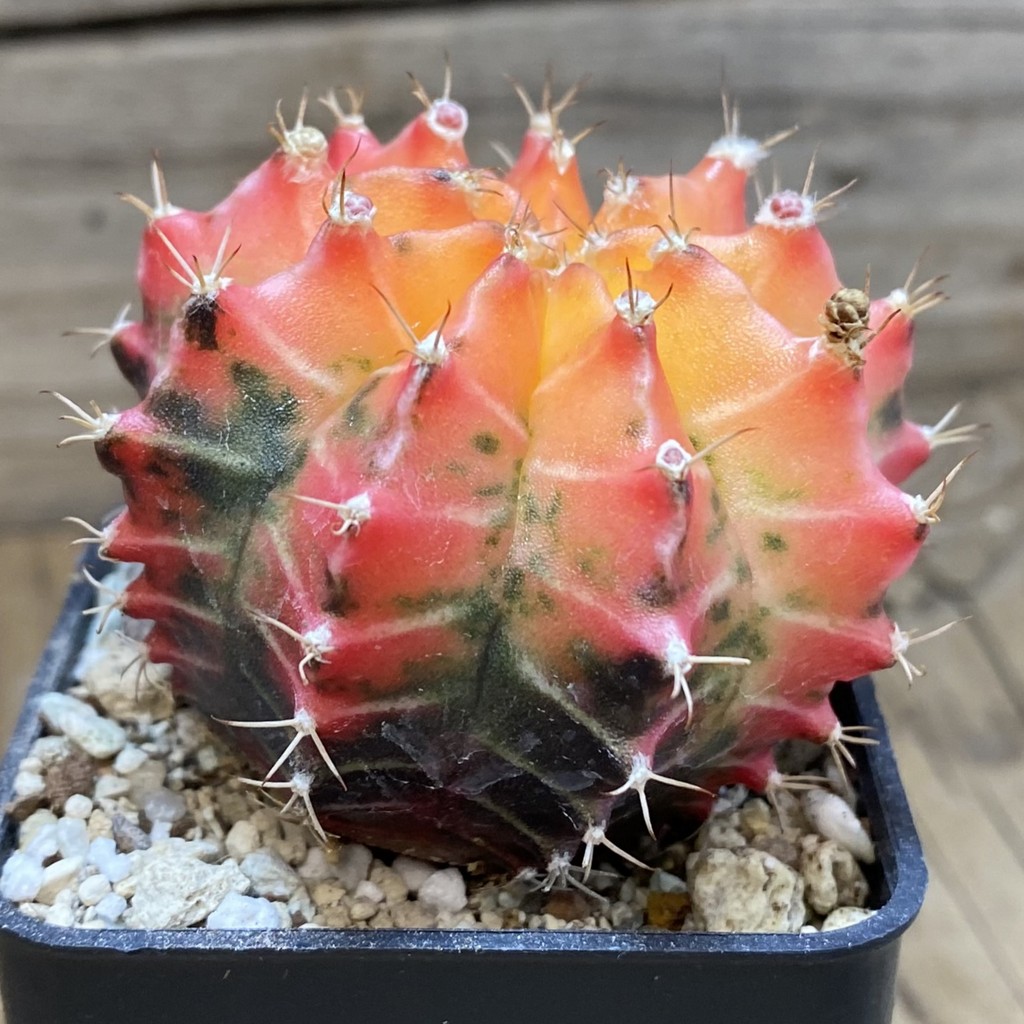 SH257 Gymnocalycium mihanovichii f. variegata, seedling - Image 2
