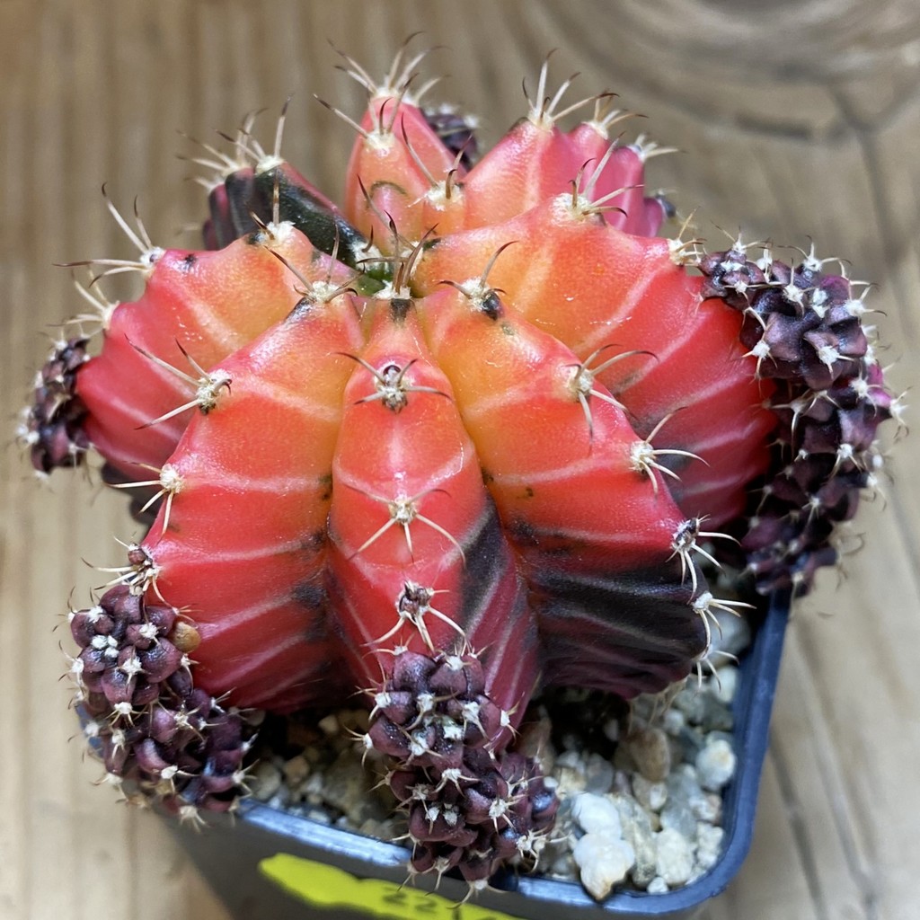 SH2214 Gymnocalycium mihanovichii 'Crystal Jelly'