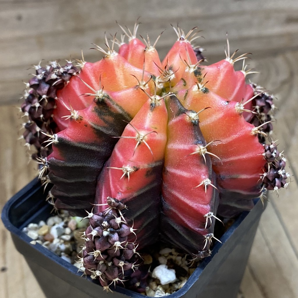 SH2214 Gymnocalycium mihanovichii 'Crystal Jelly' - Image 2