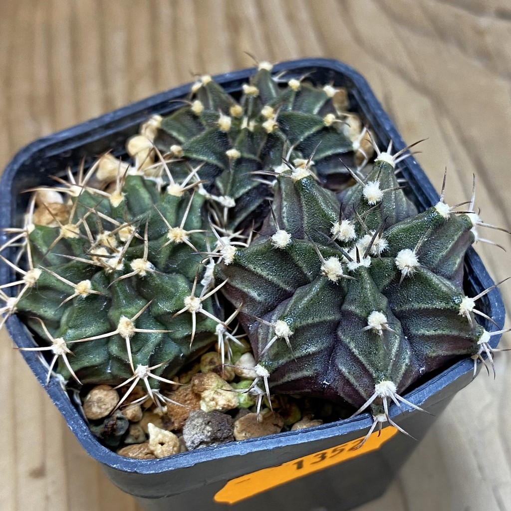 SH1352 Gymnocalycium mihanovichii hybrid mix - Image 2