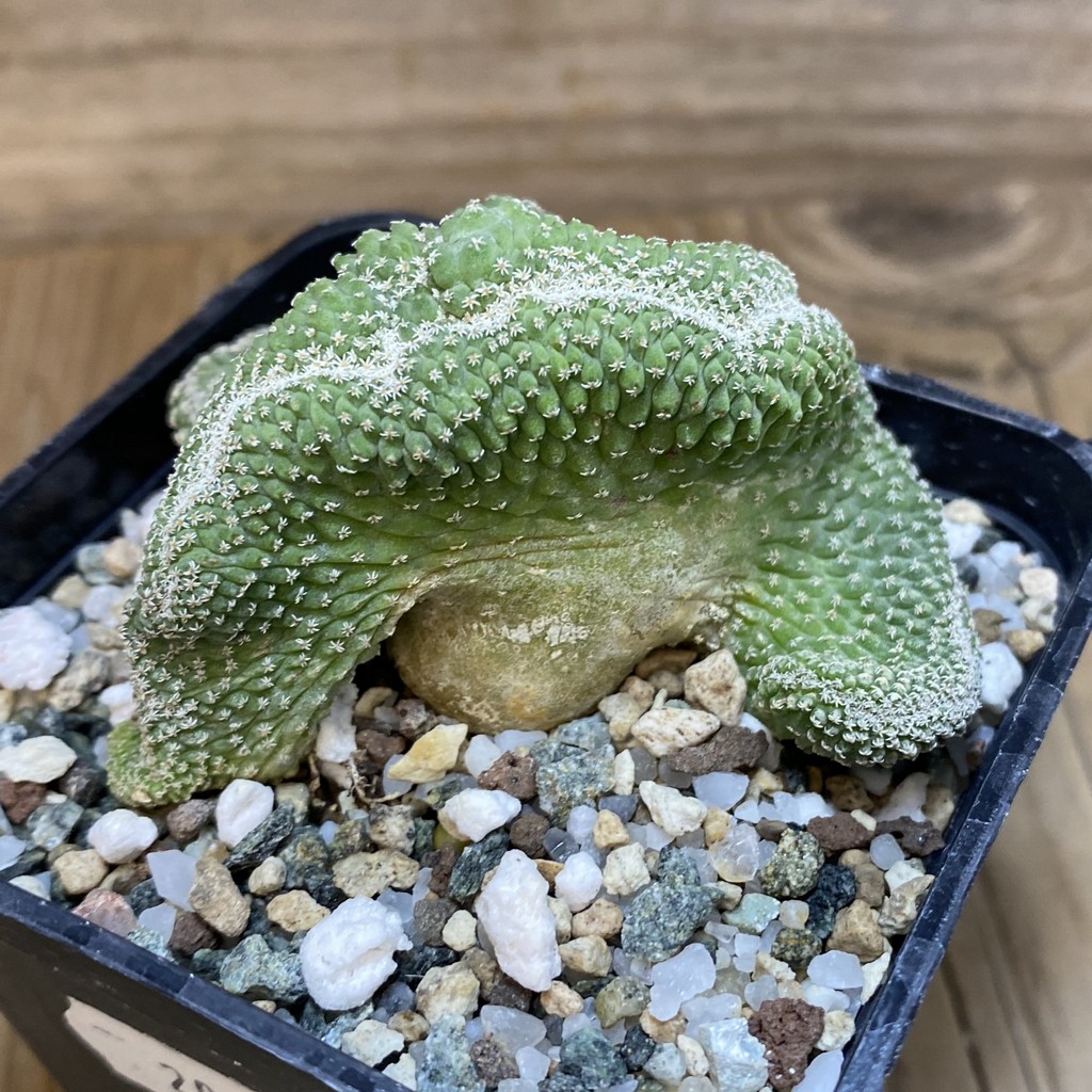 SH20034 Strombocactus disciformis f. cristata, own roots - Image 2