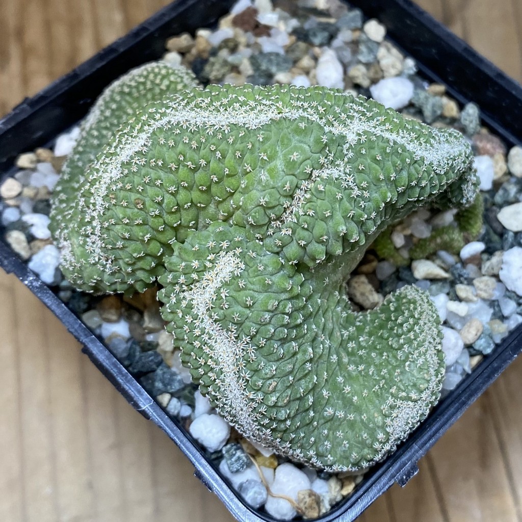 SH20034 Strombocactus disciformis f. cristata, own roots - Image 3