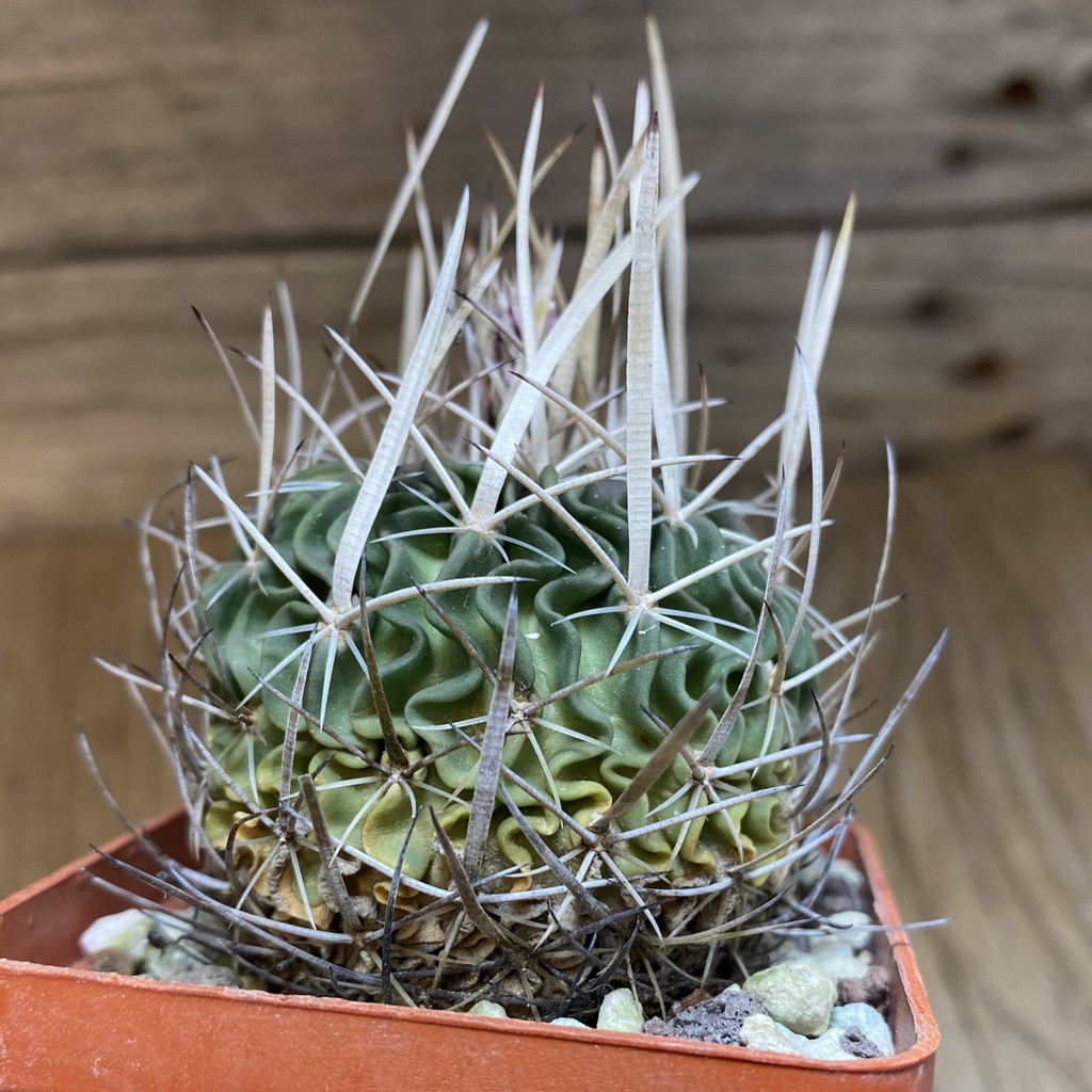 SH27140 Echinofossulocactus lloydii, 8 years old - Image 2