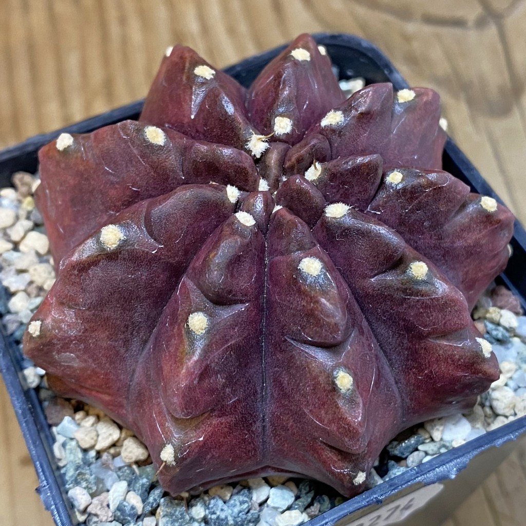 SH23274 Gymnocalycium mihanovichii 'Mangosteen'