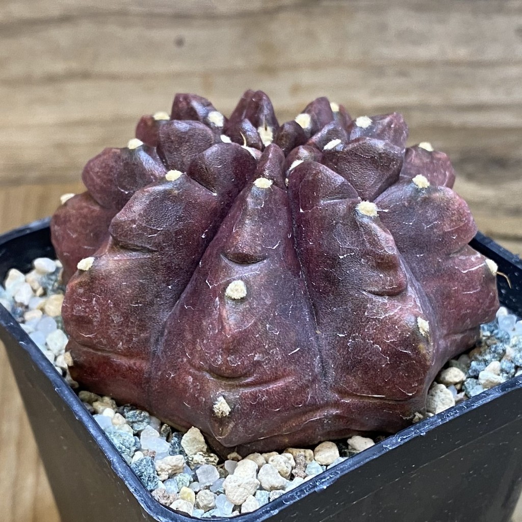 SH23274 Gymnocalycium mihanovichii 'Mangosteen' - Image 2