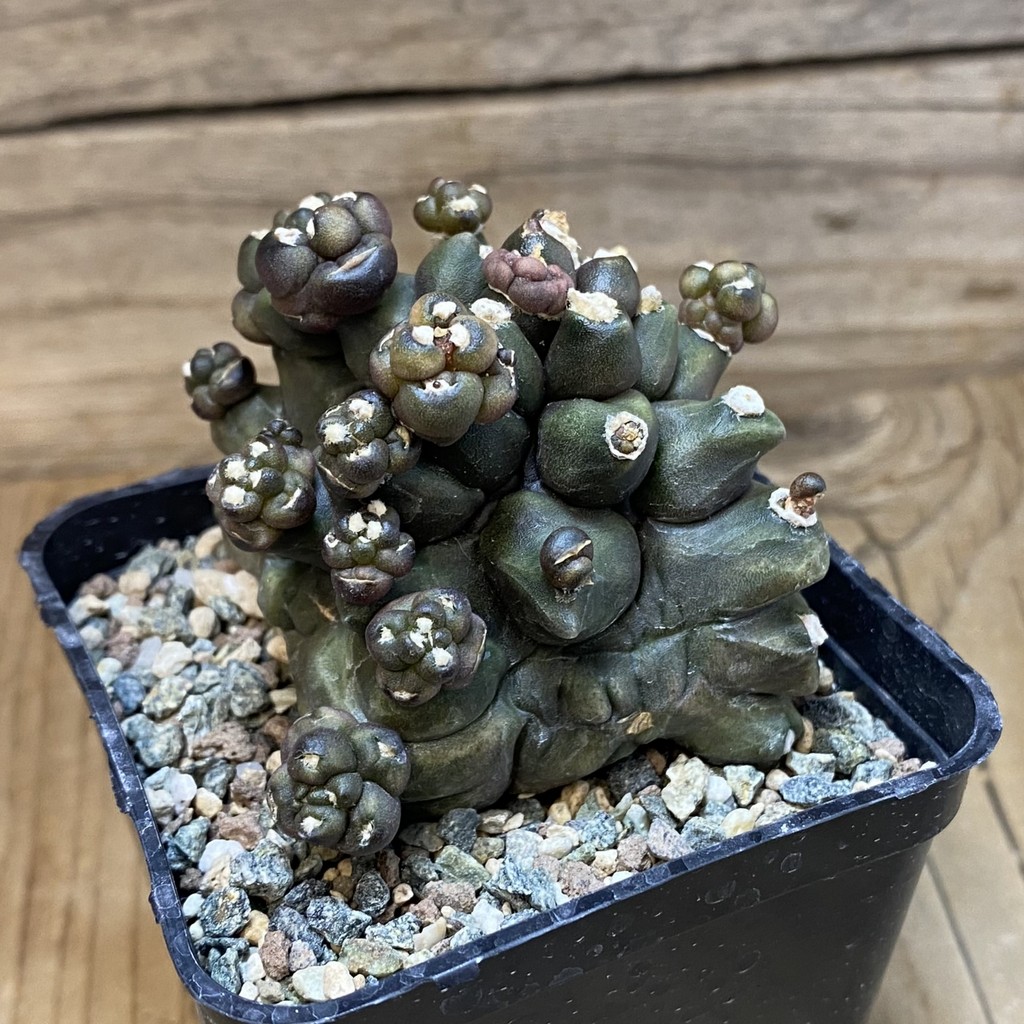SH23641 Gymnocalycium mihanovichii 'Transformer' - Image 2