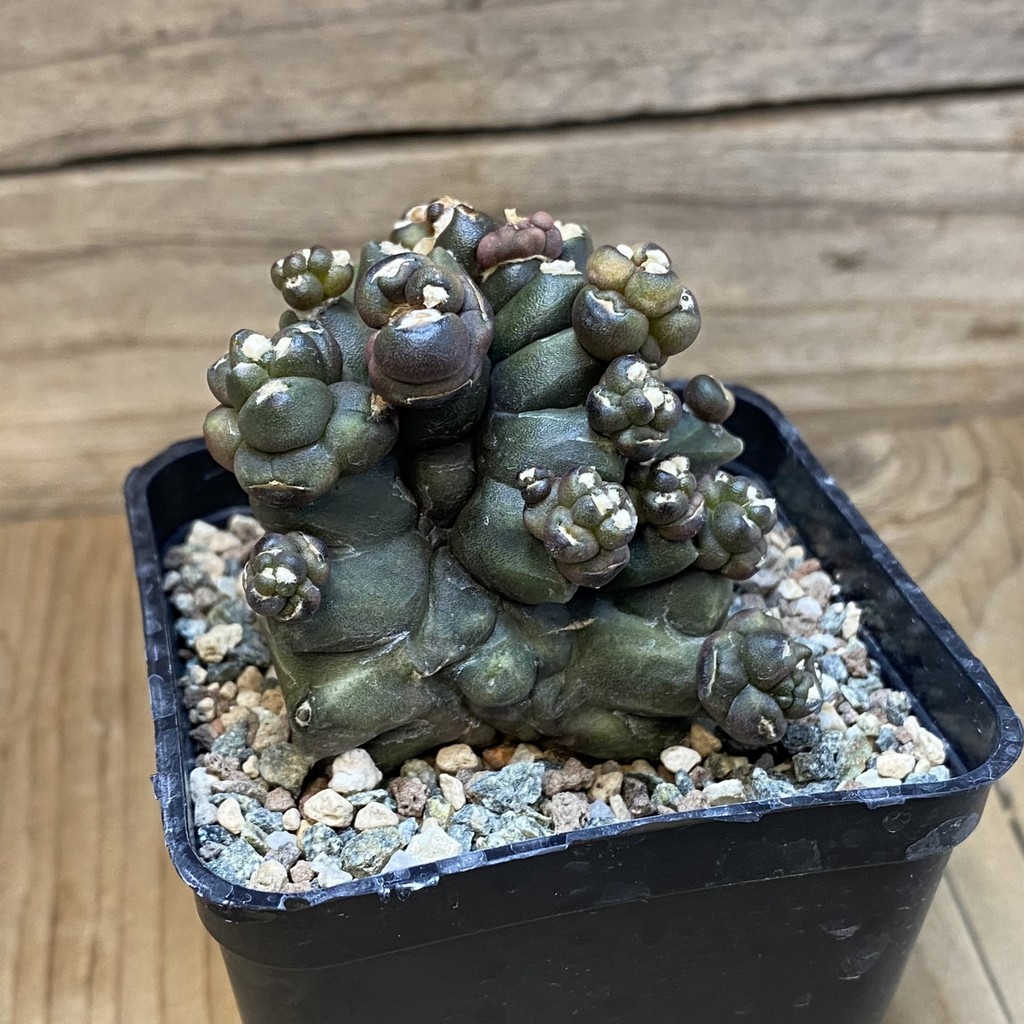 SH23641 Gymnocalycium mihanovichii 'Transformer' - Image 3