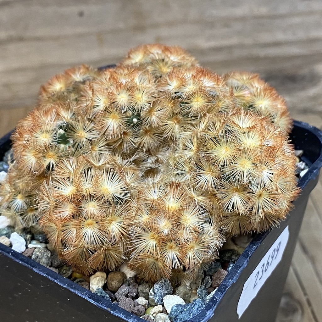 SH23699 Mammillaria carmenae ‘Buddha’ hybrid - Image 2