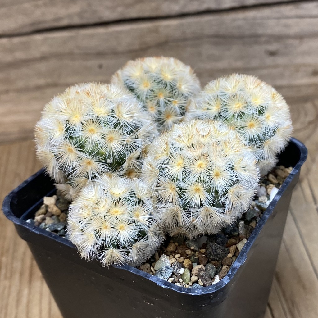 SH23922 Mammillaria carmenae ‘Buddha’ hybrid - Image 2