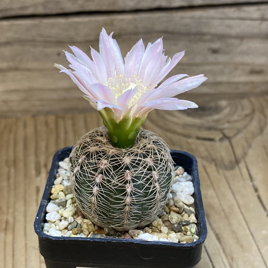 SH21486 Gymnocalycium bruchii - Image 2
