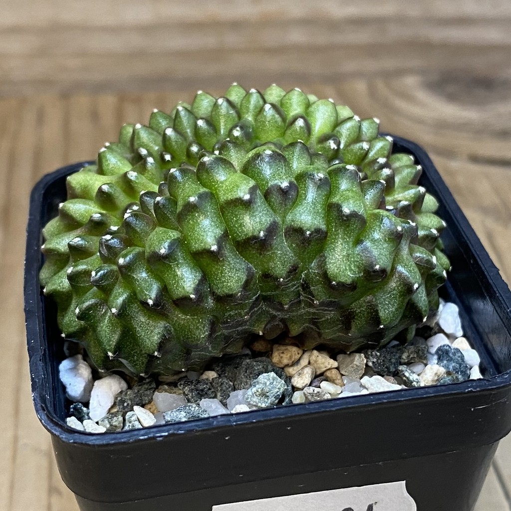 SH21181 Gymnocalycium mihanovichii ‘inermis’ f. cristata - Image 2