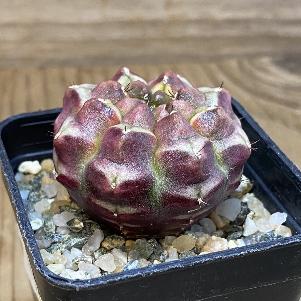 SH14553 Gymnocalycium mihanovichii ‘Day Dream’, seedling - Image 2