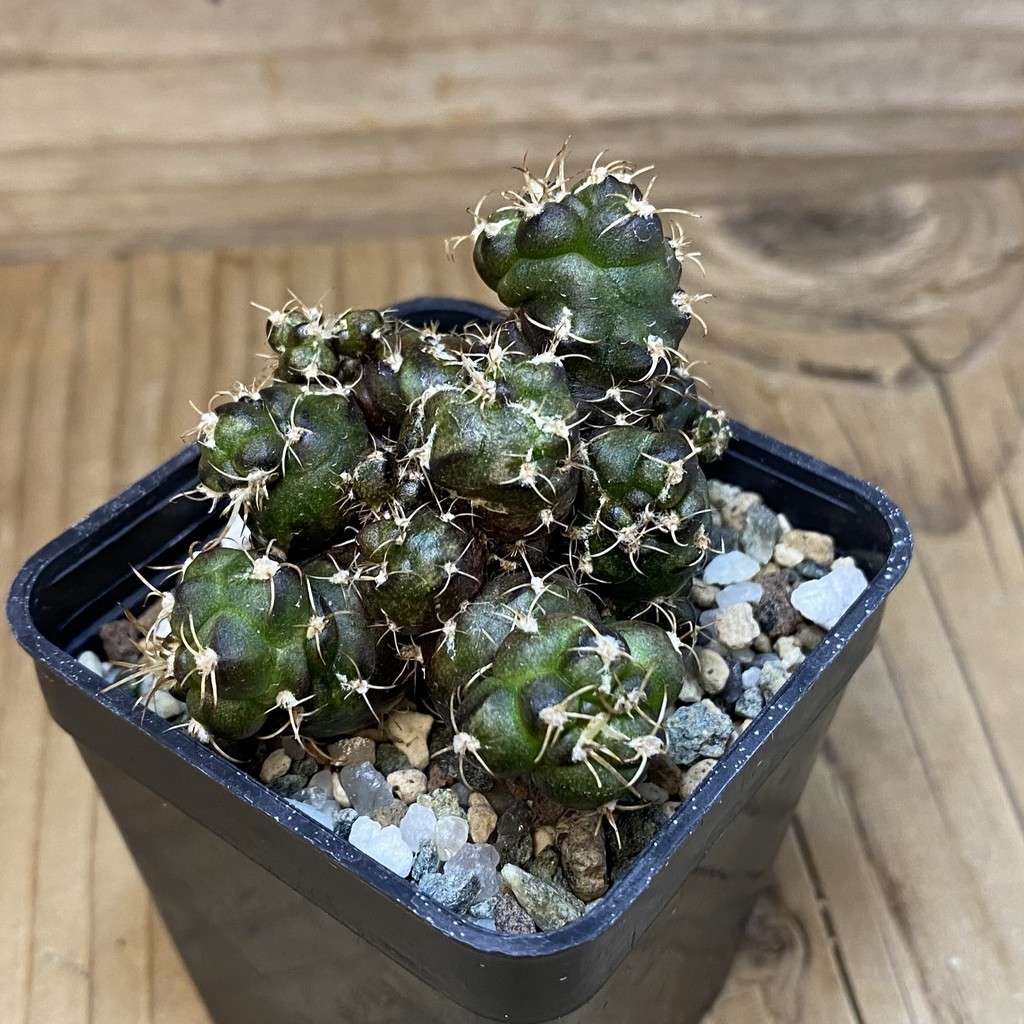 SH19820 Gymnocalycium mihanovichii 'Cauliflower Coral' - Image 2