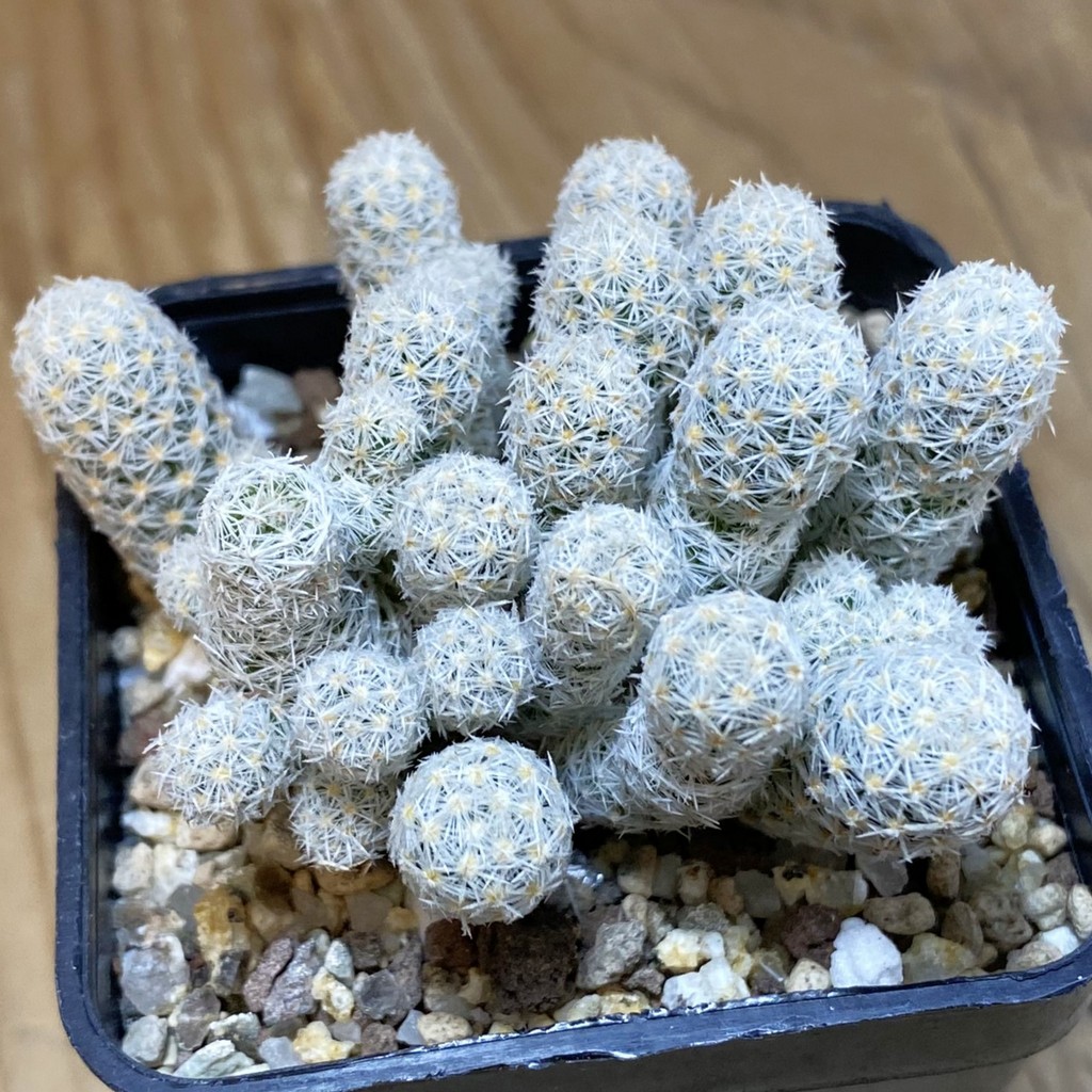 SH19485 Escobaria sneedii v. leei