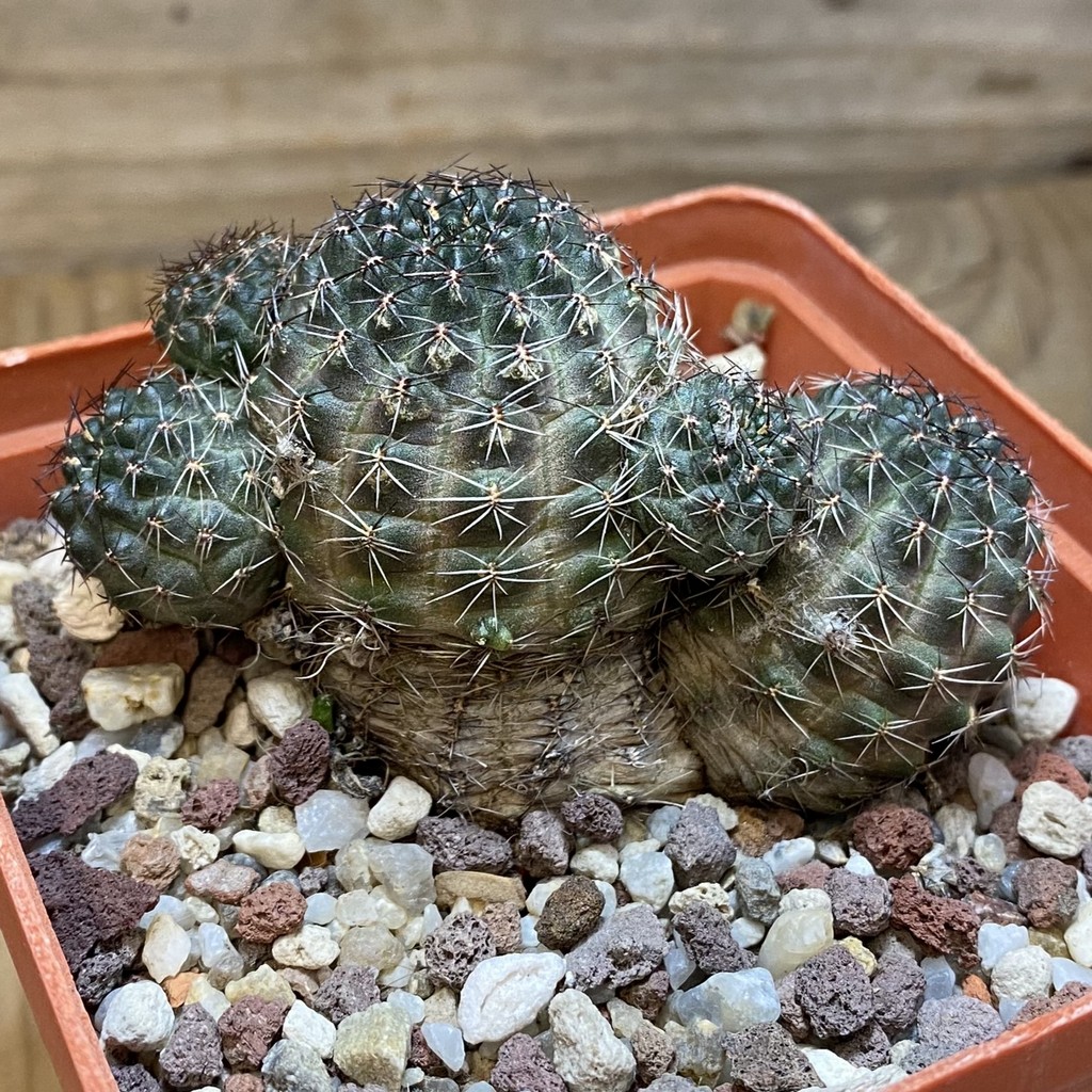 SH27137 Rebutia haefneriana WR 632, 10 years old - Image 2