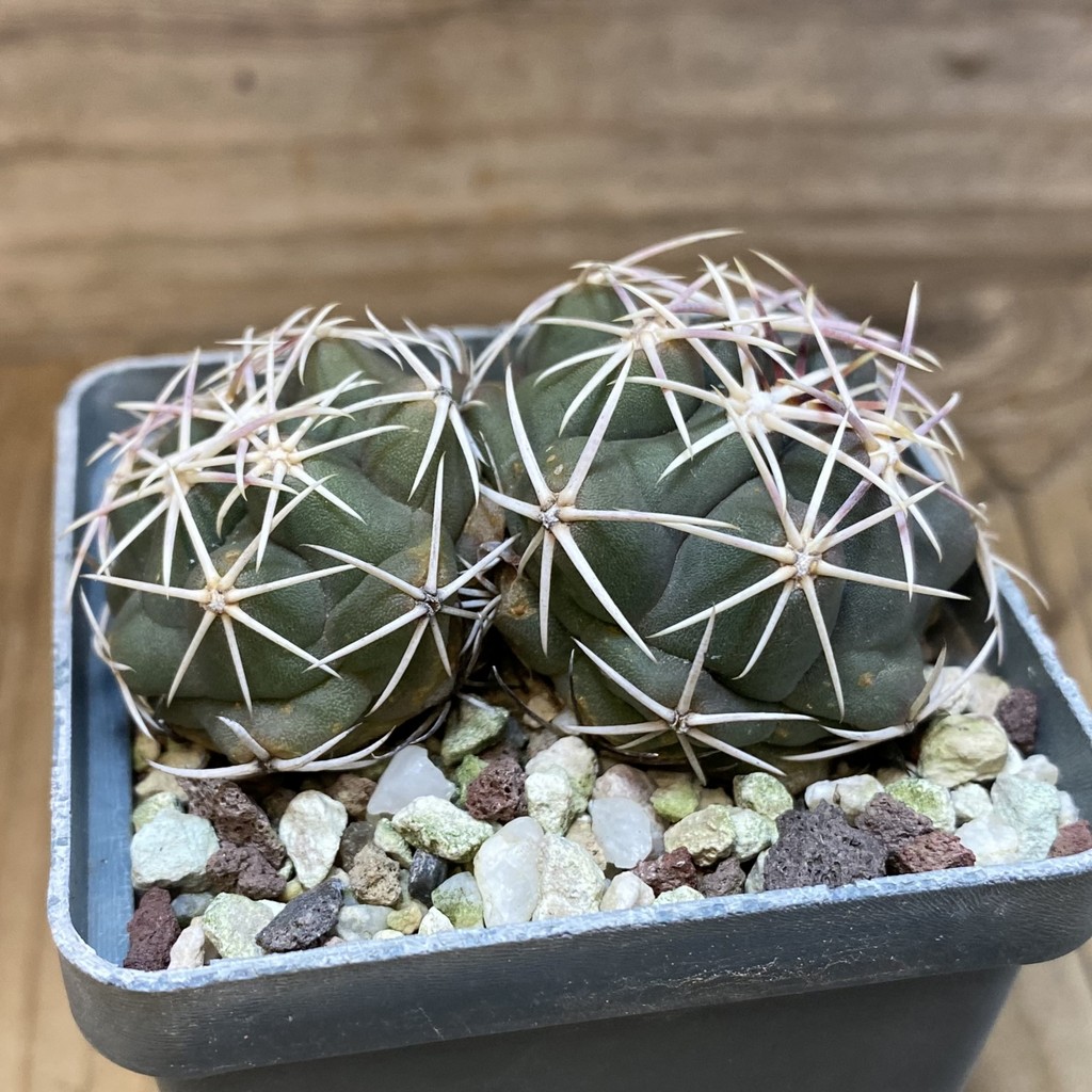 SH27146 Thelocactus hexaedrophorus, 2 head - Image 2