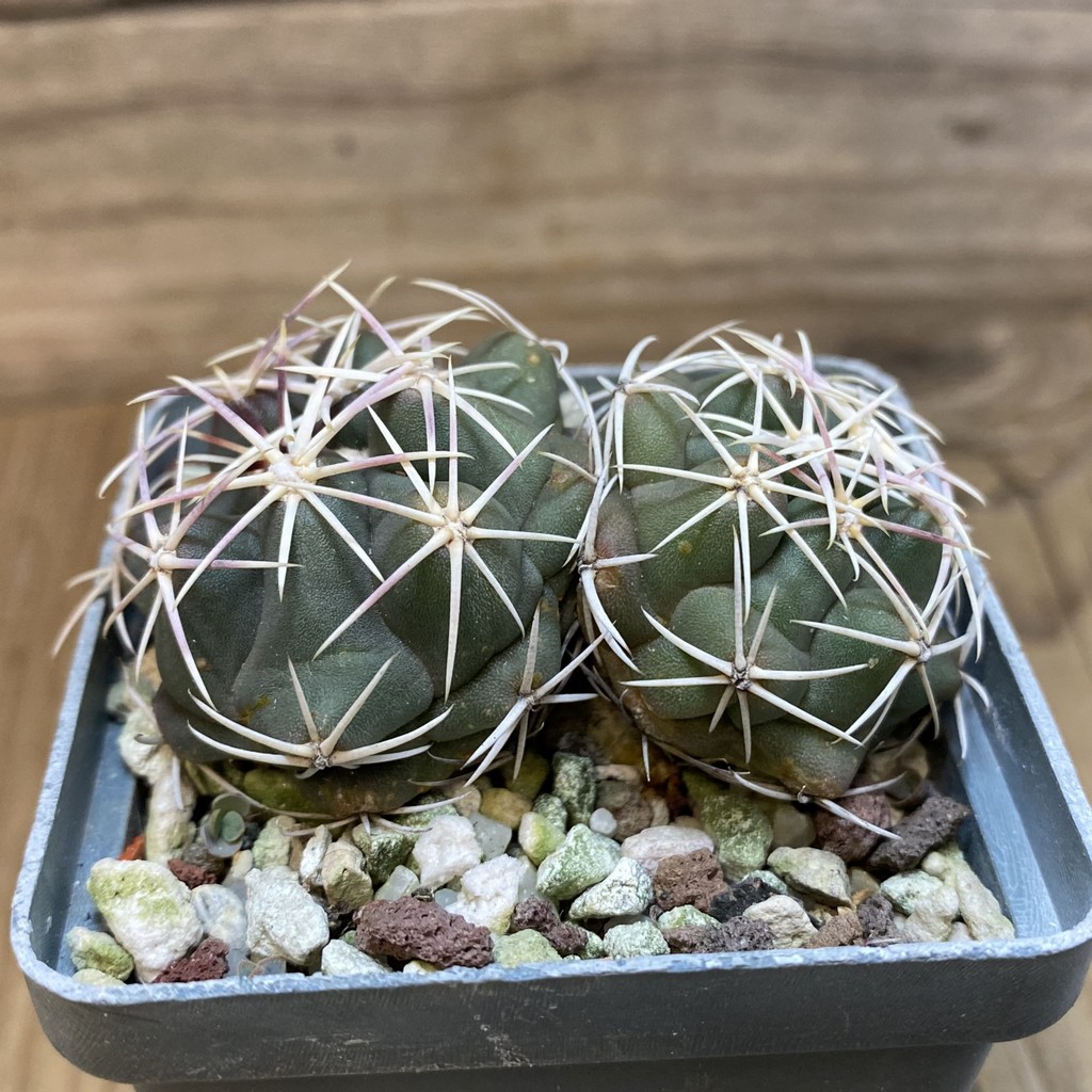 SH27146 Thelocactus hexaedrophorus, 2 head - Image 3
