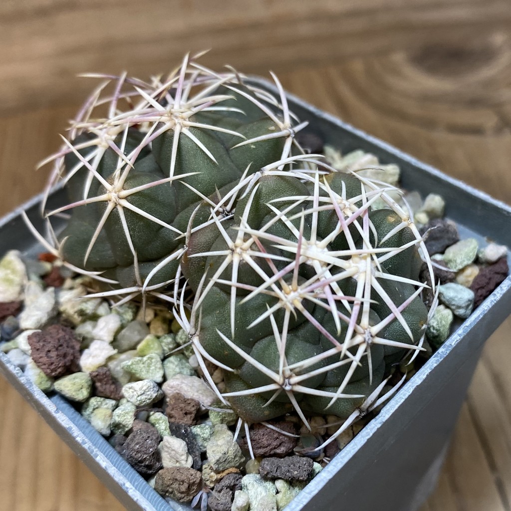 SH27146 Thelocactus hexaedrophorus, 2 head - Image 4