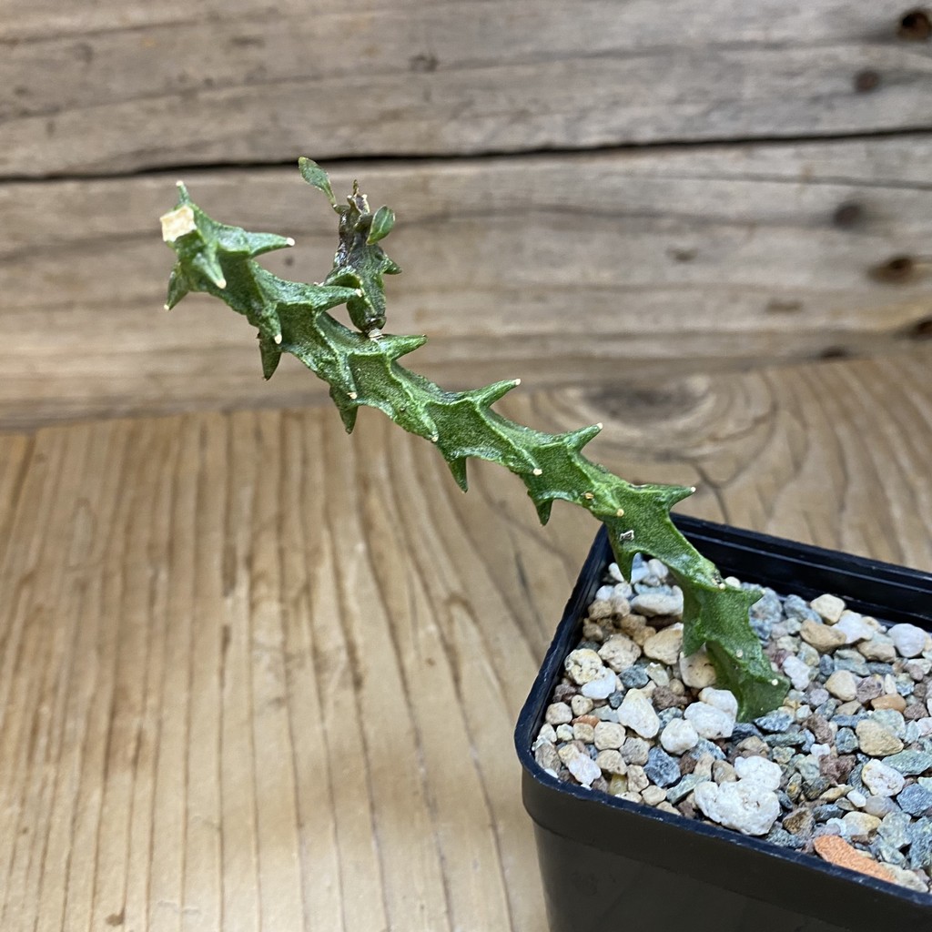 SH27154 Ceropegia simoneae ‘Green Form’ - Image 3