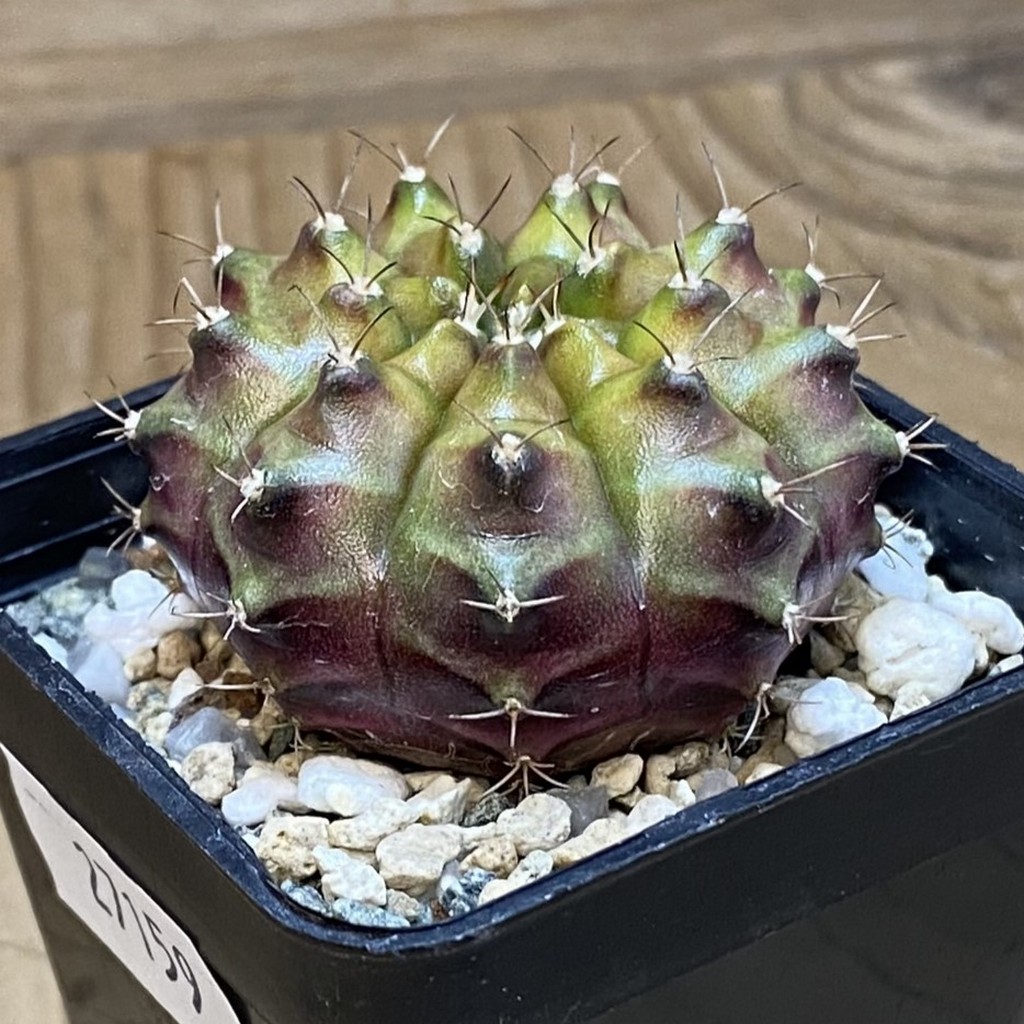 SH27159 Gymnocalycium mihanovichii ‘Neon’ hybrid - Image 2
