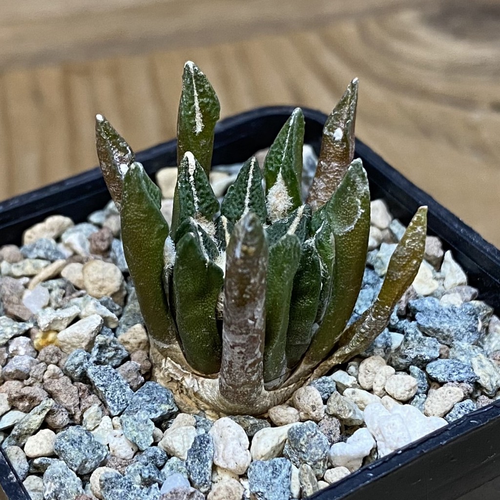 SH27161 Ariocarpus kotschoubeyanus hybrid, own roots - Image 2