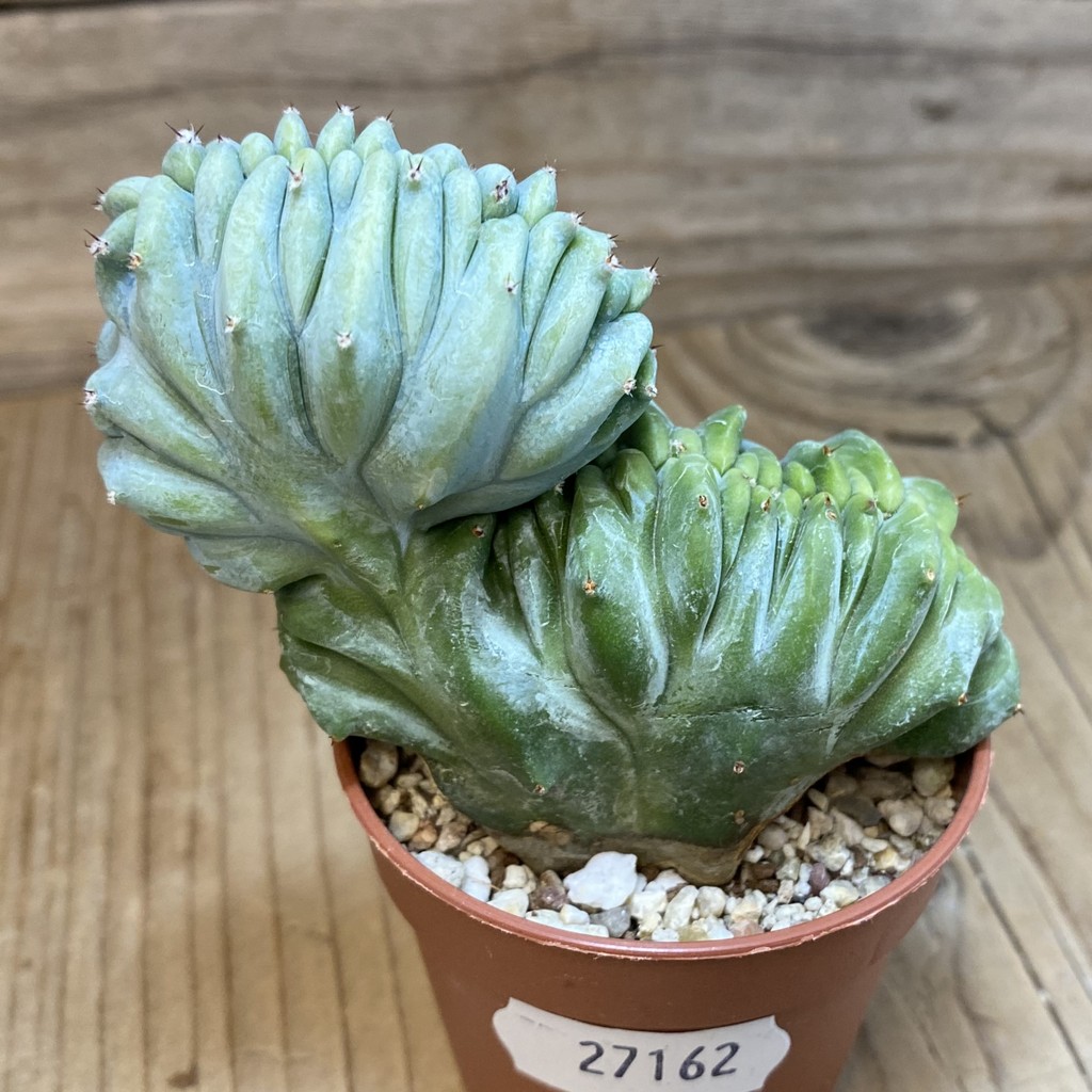 SH27162 Myrtillocactus geometrizans f. cristata - Image 2