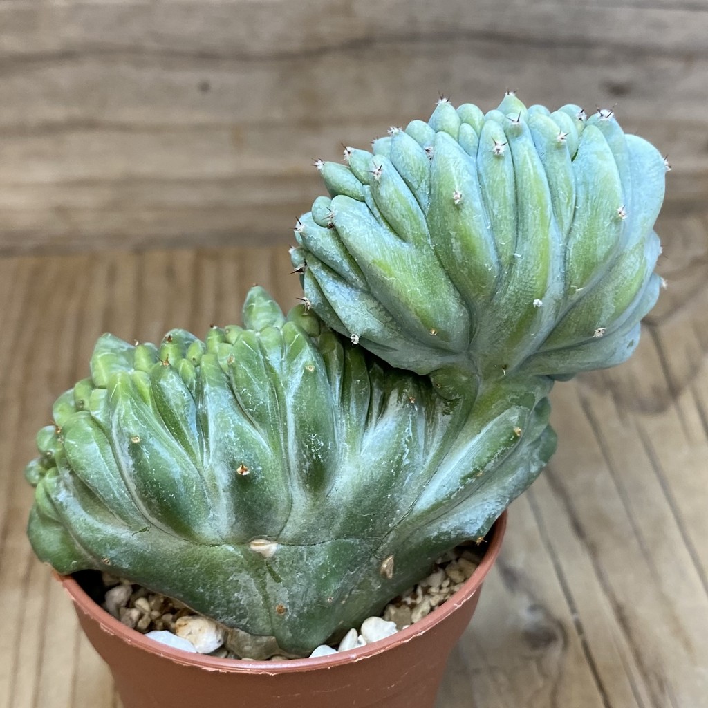 SH27162 Myrtillocactus geometrizans f. cristata - Image 3