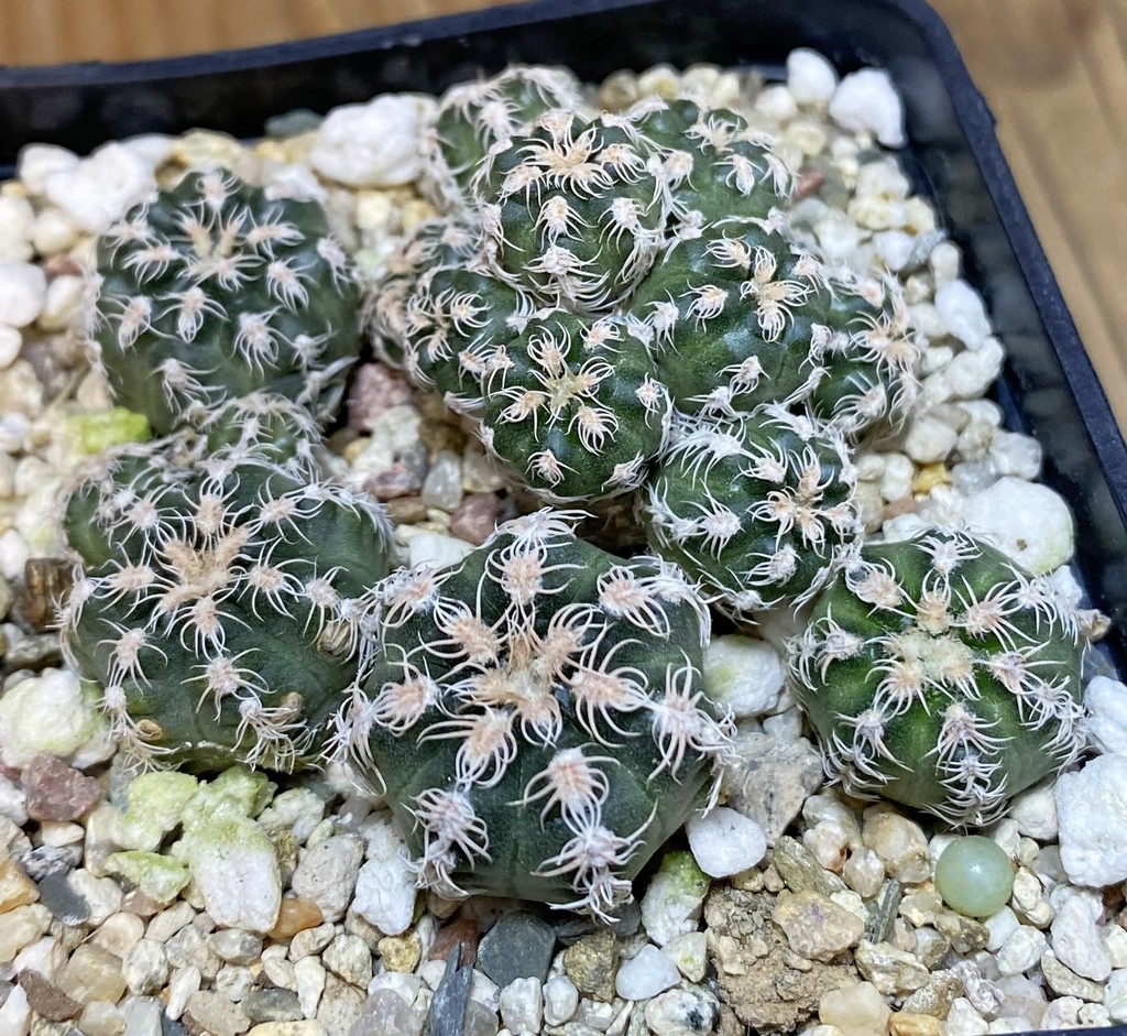 SH27165 Gymnocalycium bruchii v. glaucum, seedling