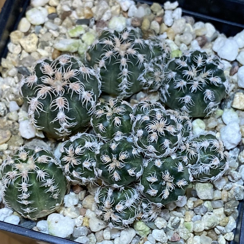 SH27165 Gymnocalycium bruchii v. glaucum, seedling - Image 2