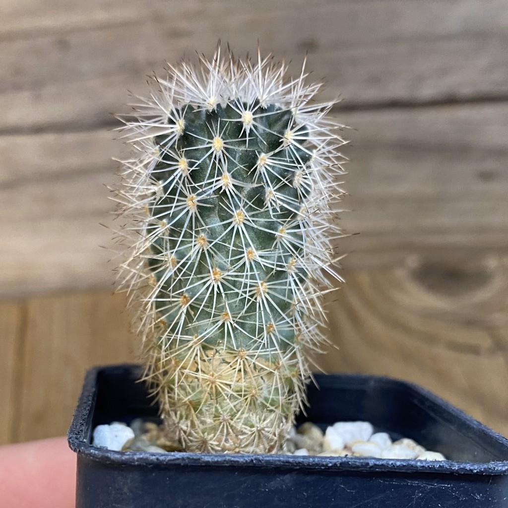 DP27197 Gymnocactus beguinii VZD 186 - Image 2