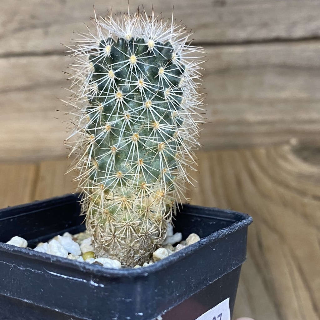 DP27197 Gymnocactus beguinii VZD 186 - Image 3