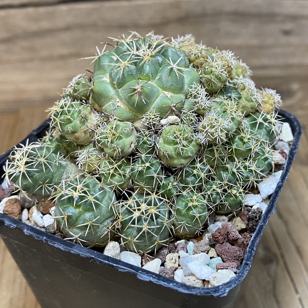 DP27175 Coryphantha bumamma - Image 3