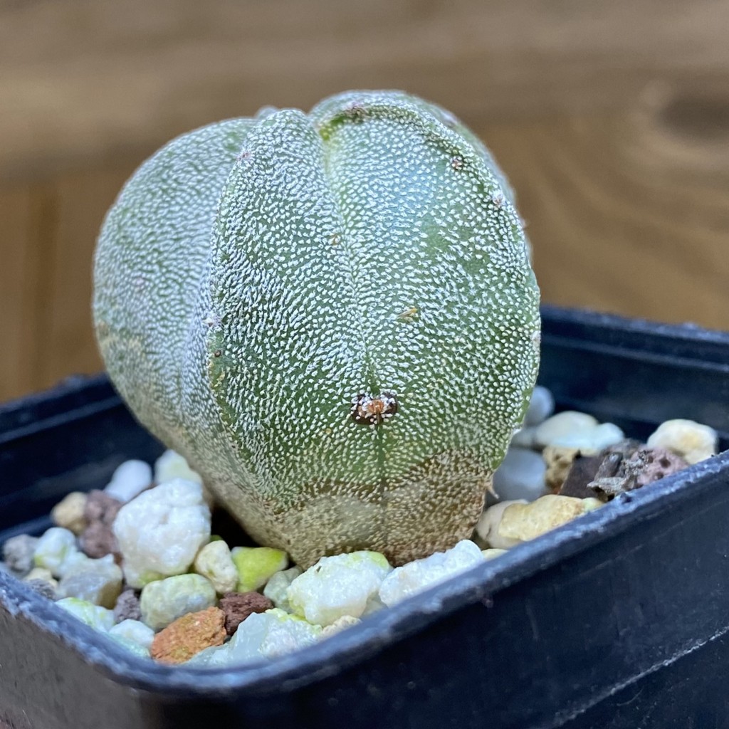 DP27201 Astrophytum myriostigma - Image 2
