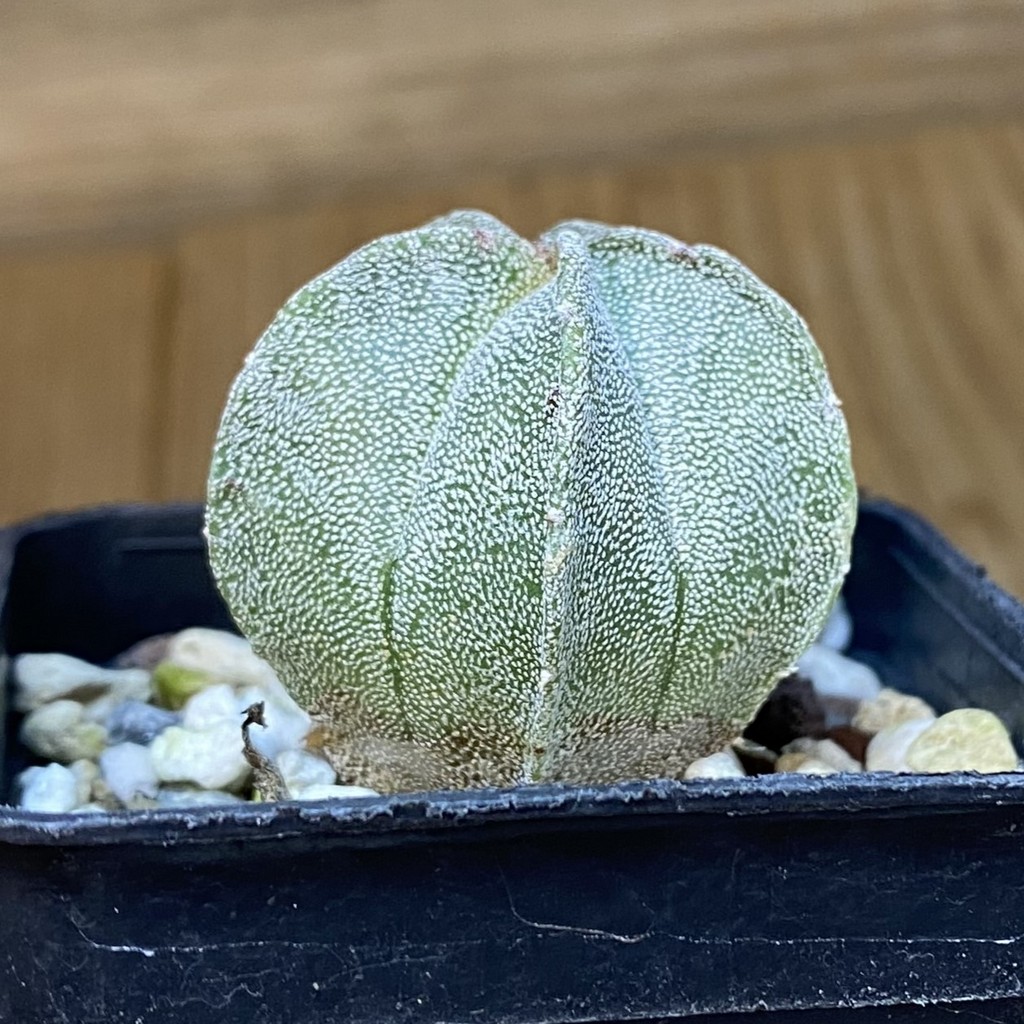DP27201 Astrophytum myriostigma - Image 3