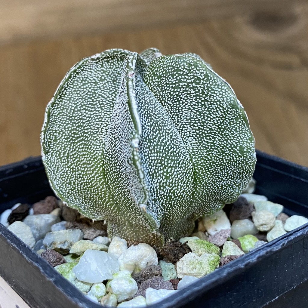 DP27203 Astrophytum myriostigma - Image 2
