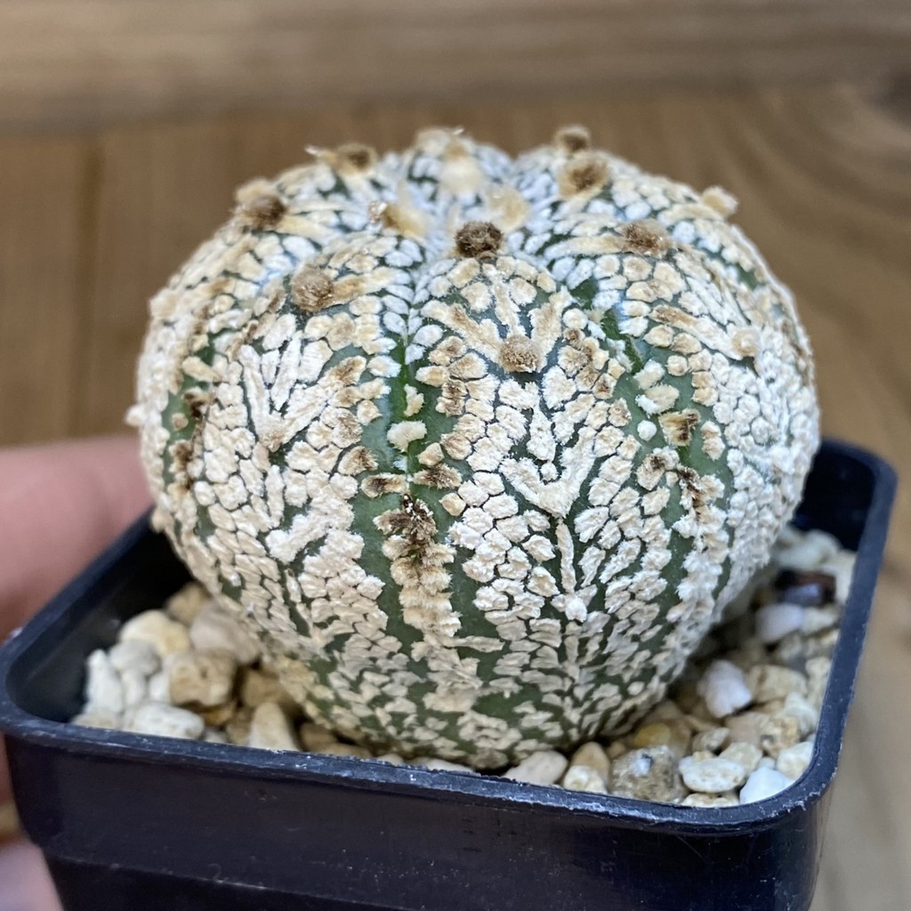 DP27205 Astrophytum asterias ‘Super Kabuto’ V-type - Image 2